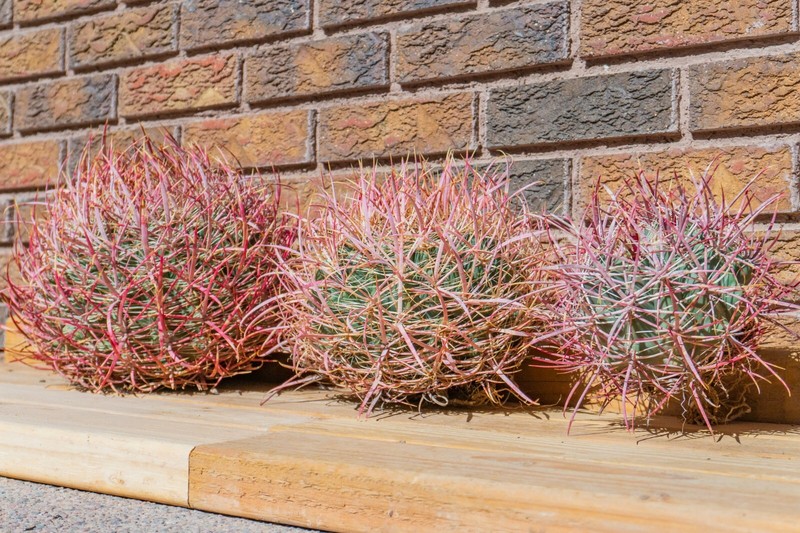 Ferocactus Cylindraceus v. Lecontei, Red Fire Barrel Cactus, Live Plant, S/M/L gallery
