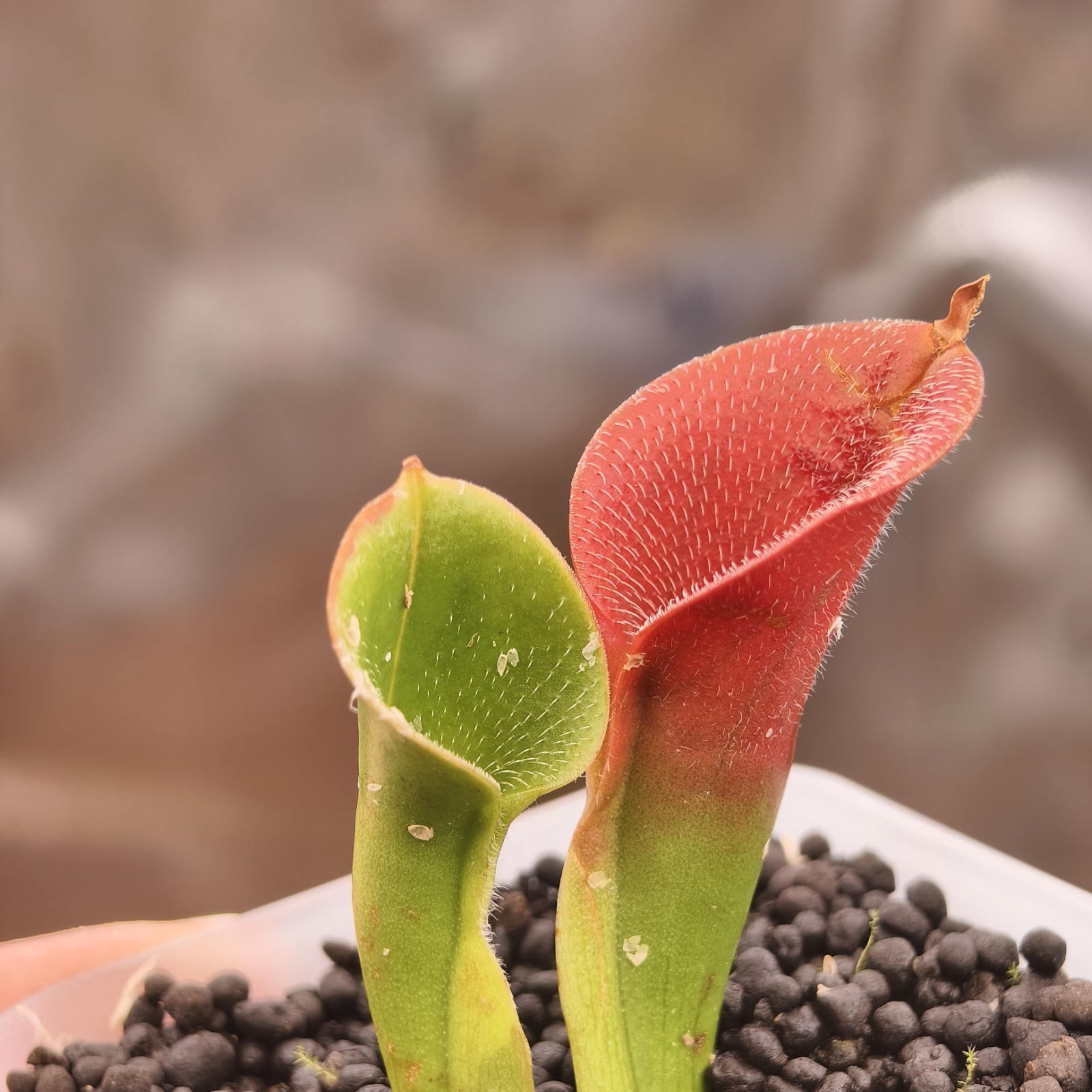 Heliamphora Pilosa -AW- RSC gallery