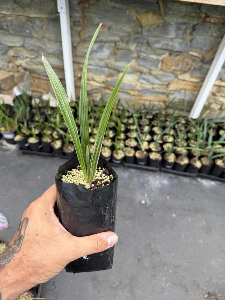 Needle Palm (Rhapidophyllum hystrix) – ½ Gallon Grow Bag – Cold Hardy Palm