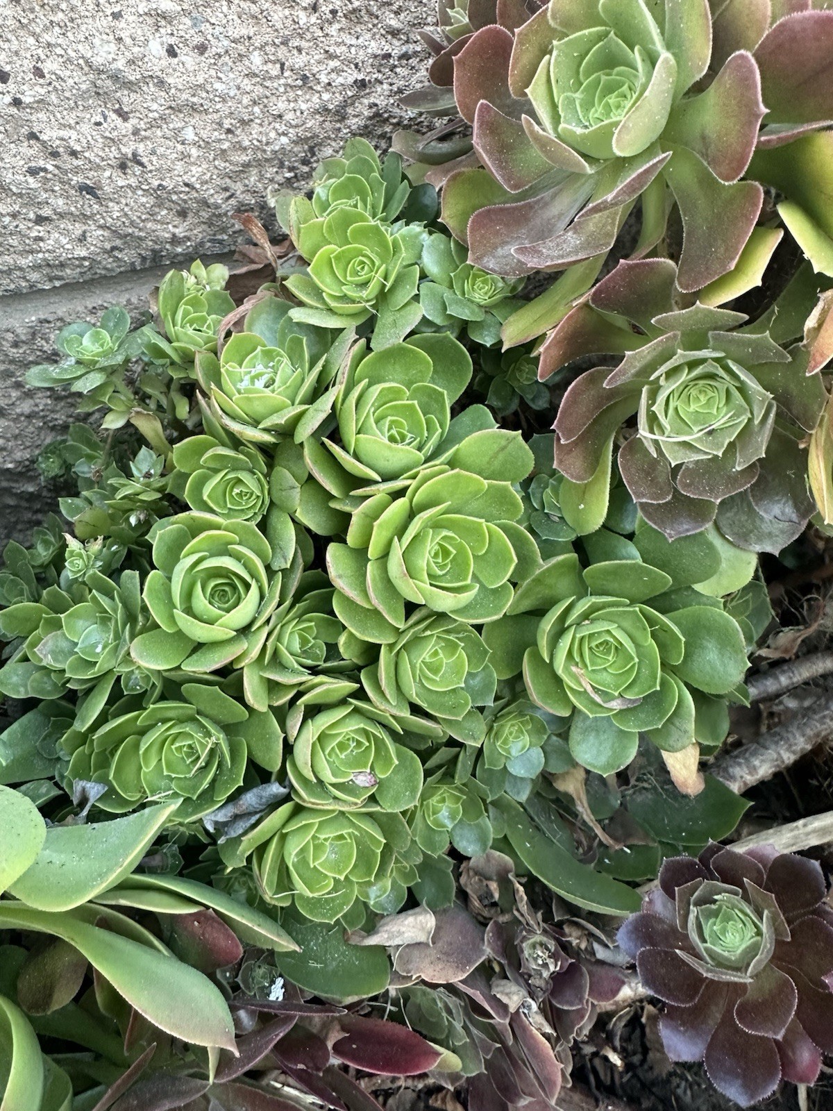 Aeonium Green Broadleaf Succulent Outdoor Cuttings, Draught Resistant gallery