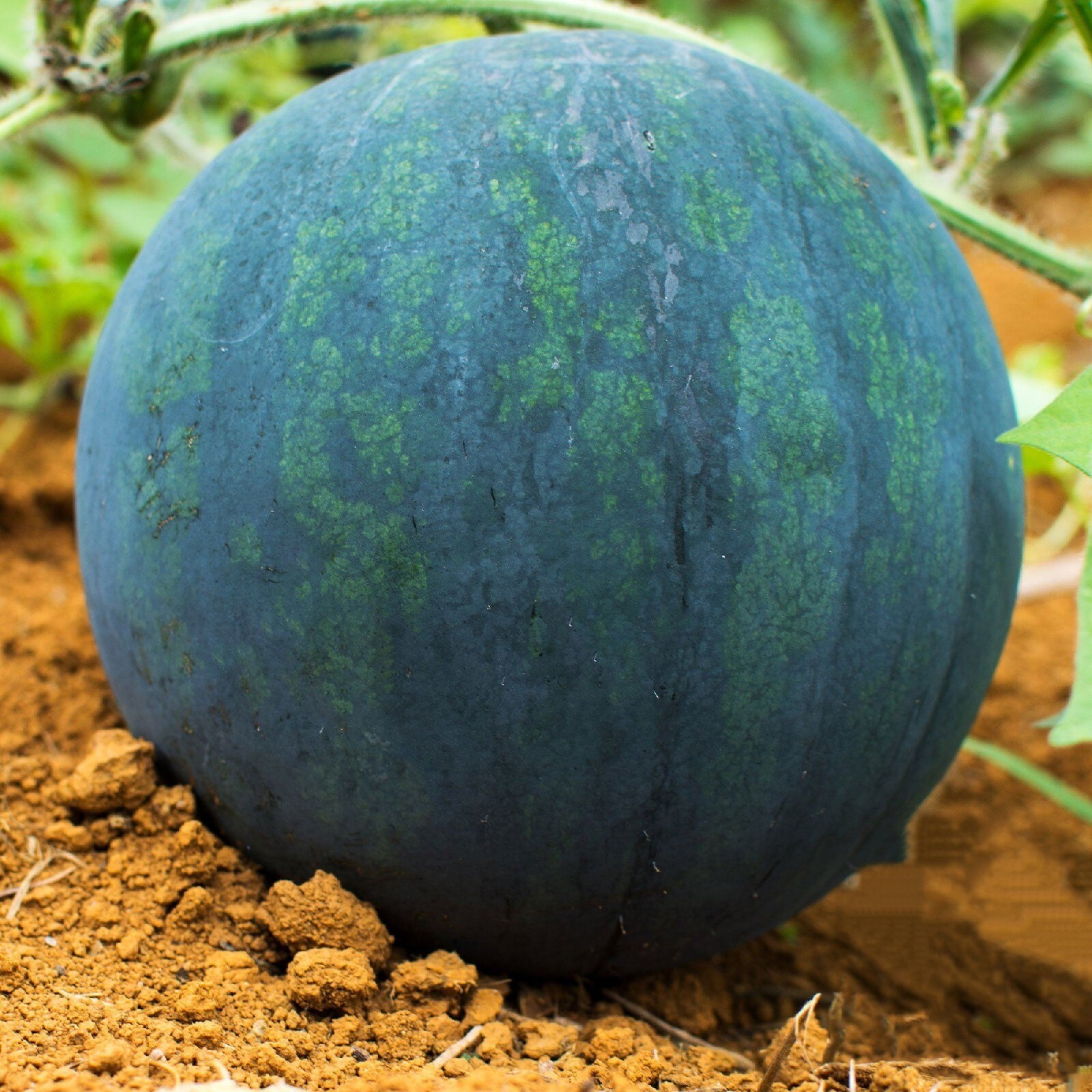 10+ Giant black watermelon seeds | Fruit | NON-GMO | gallery