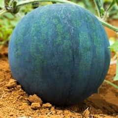 10+ Giant black watermelon seeds | Fruit | NON-GMO |