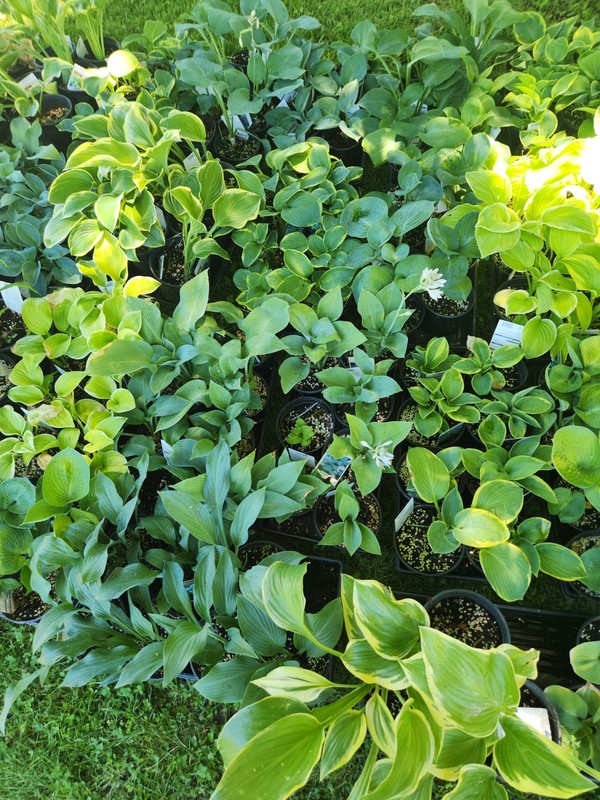 HOSTAS - Several Varieties, Healthy Live Plants, Bare Root, Large & Extra Large gallery