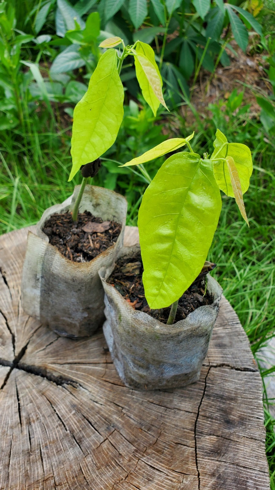 2x Yellow Cacao Plants (Forastero Cacao) – Well-Rooted | Beyond Organic gallery