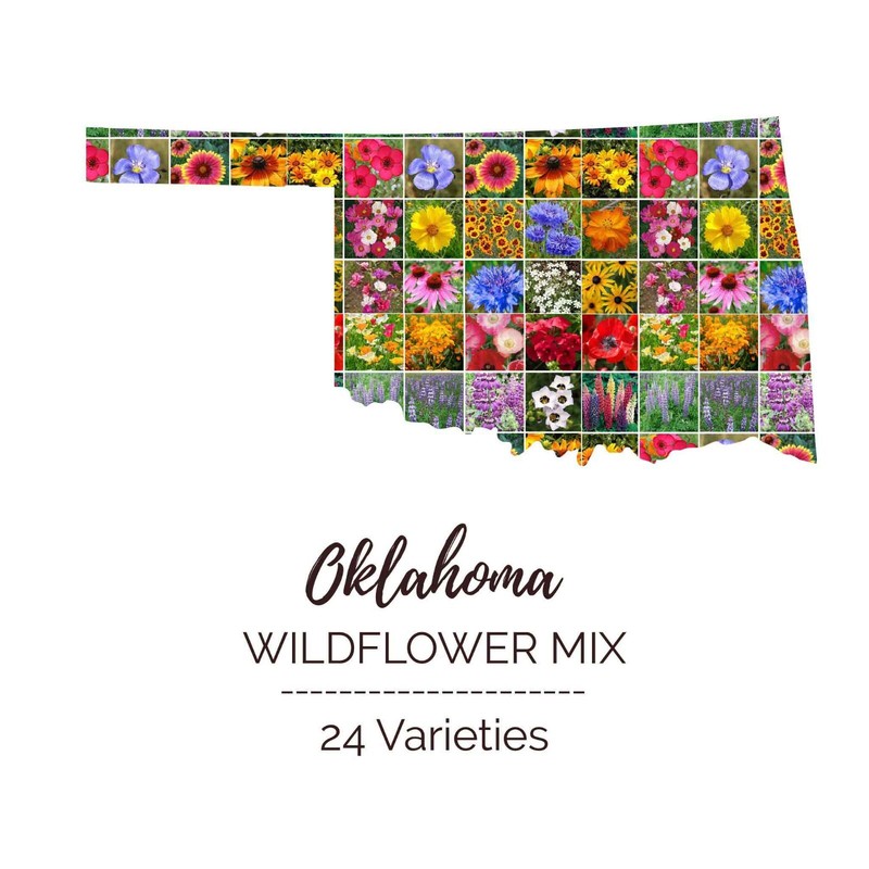 Wildflower OKLAHOMA State Flower Mix Perennials & Annuals USA Non-GMO 1000 Seeds gallery