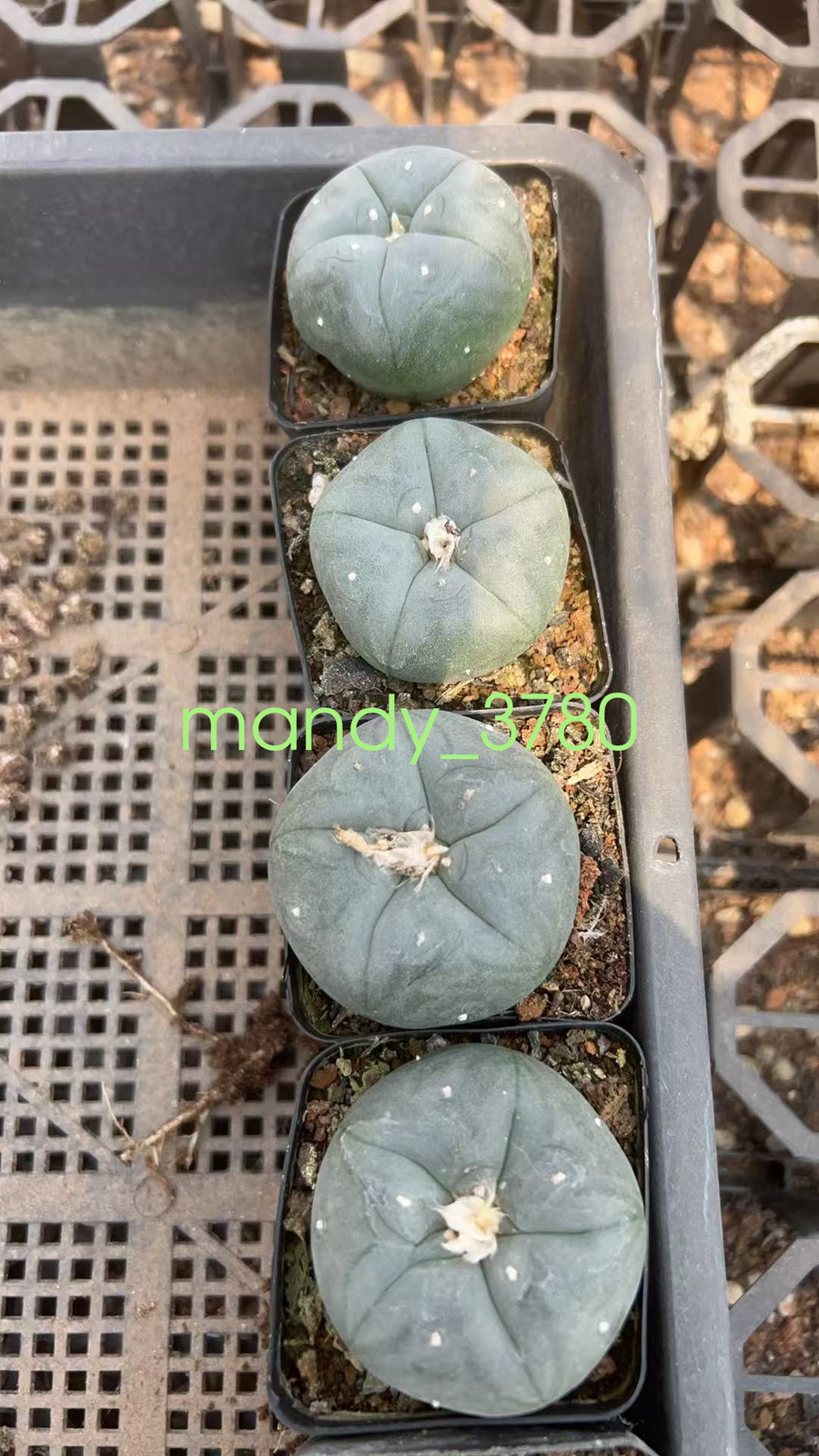 3PC LW Succulent Cactus Plant Beautiful Cactus Garden Décor Boutique gallery