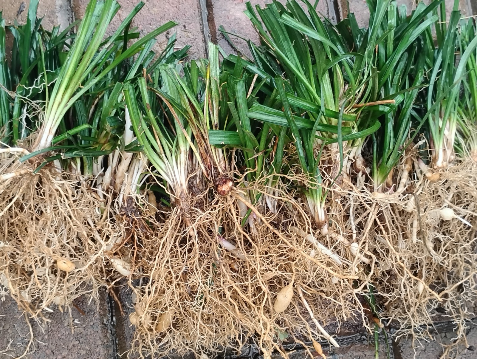 Monkey Grass, Big Blue, Clumping, Lirope 60 Bare Root Plants gallery