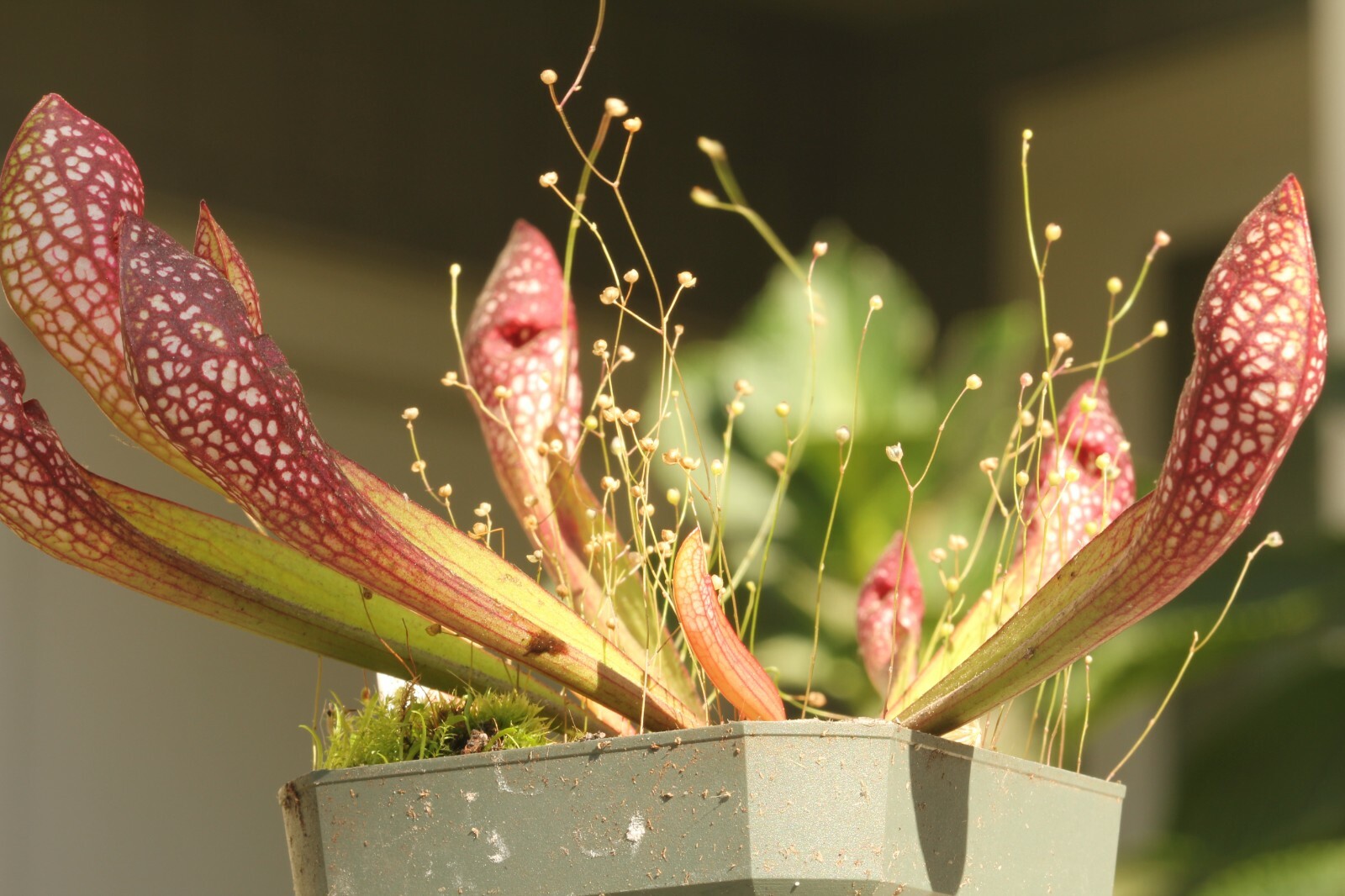 LIVE Carnivorous Pitcher Plant (Sarracenia "Scarlet Belle") Beginner Friendly gallery