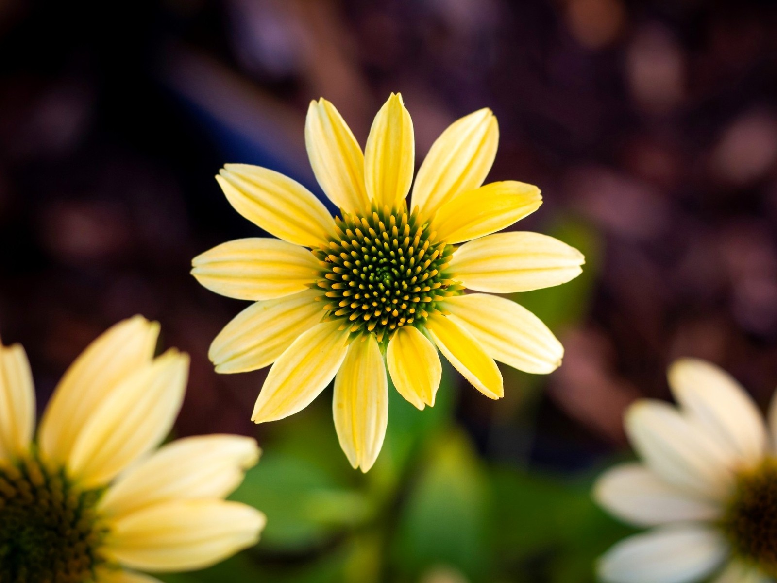 Live Mellow Yellow CONEFLOWER Plant + ECHINACEA Purpurea - [Pint Pot] gallery
