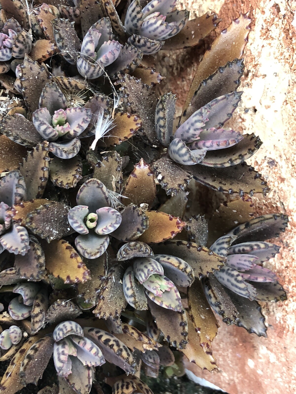 Mother Of Thousands gallery