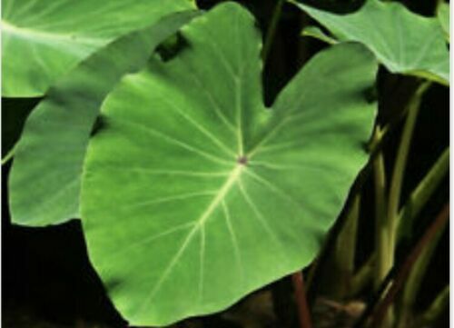 5PCS BORNEO GIANT, REGULAR ELEPHANT EAR TARO ALOCASIA MACRORRHIZA READY TO PLANT gallery