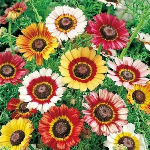 Painted Daisy Seeds | 100 - 2,000 Seeds | Free Shipping | Seed Store | 1179 gallery