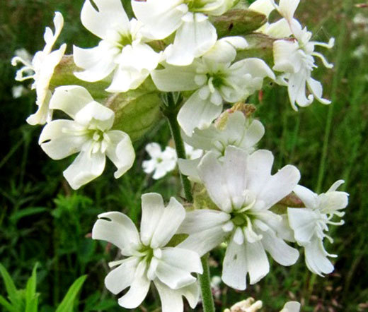 CATCHFLY NODDING WHITE SNOWDROP Silene Pendula - 1,000 Bulk Seeds gallery