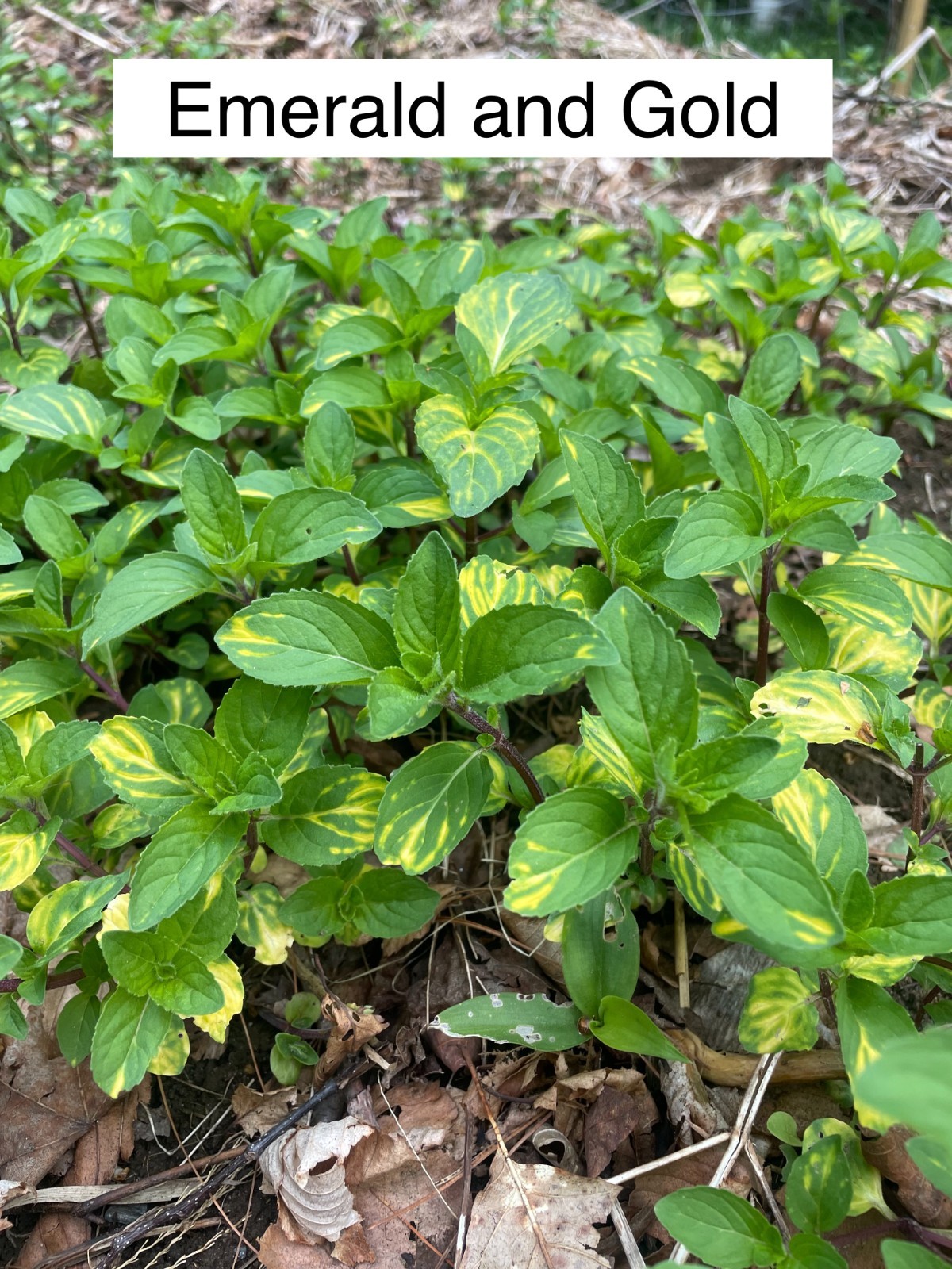 Mint Starter 3 pack - Chocolate, Apple, Emerald and Gold/ 9 Rooted Mint Plants gallery