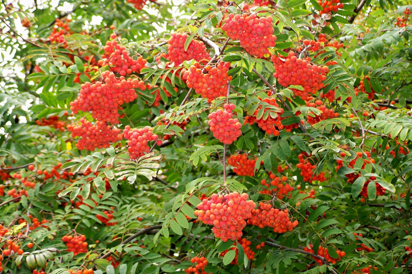Rowan, (European Mountain Ash), Sorbus aucuparia, Tree Seeds gallery