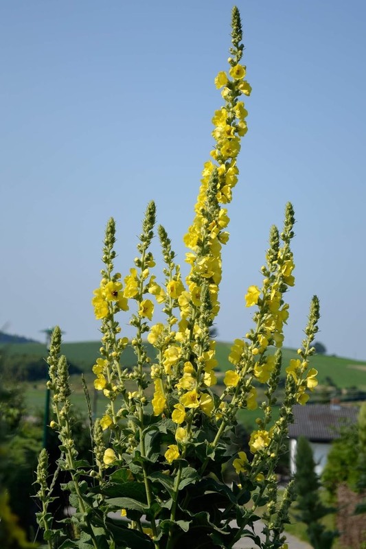 Pollinator-Friendly Heirloom Mullein Seeds - 150 Non-GMO for Your Outdoor Garden gallery