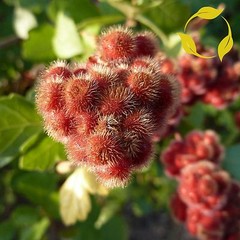 FRAGRANT LEMON SUMAC Rhus Aromatica 10,20,40 SEEDS