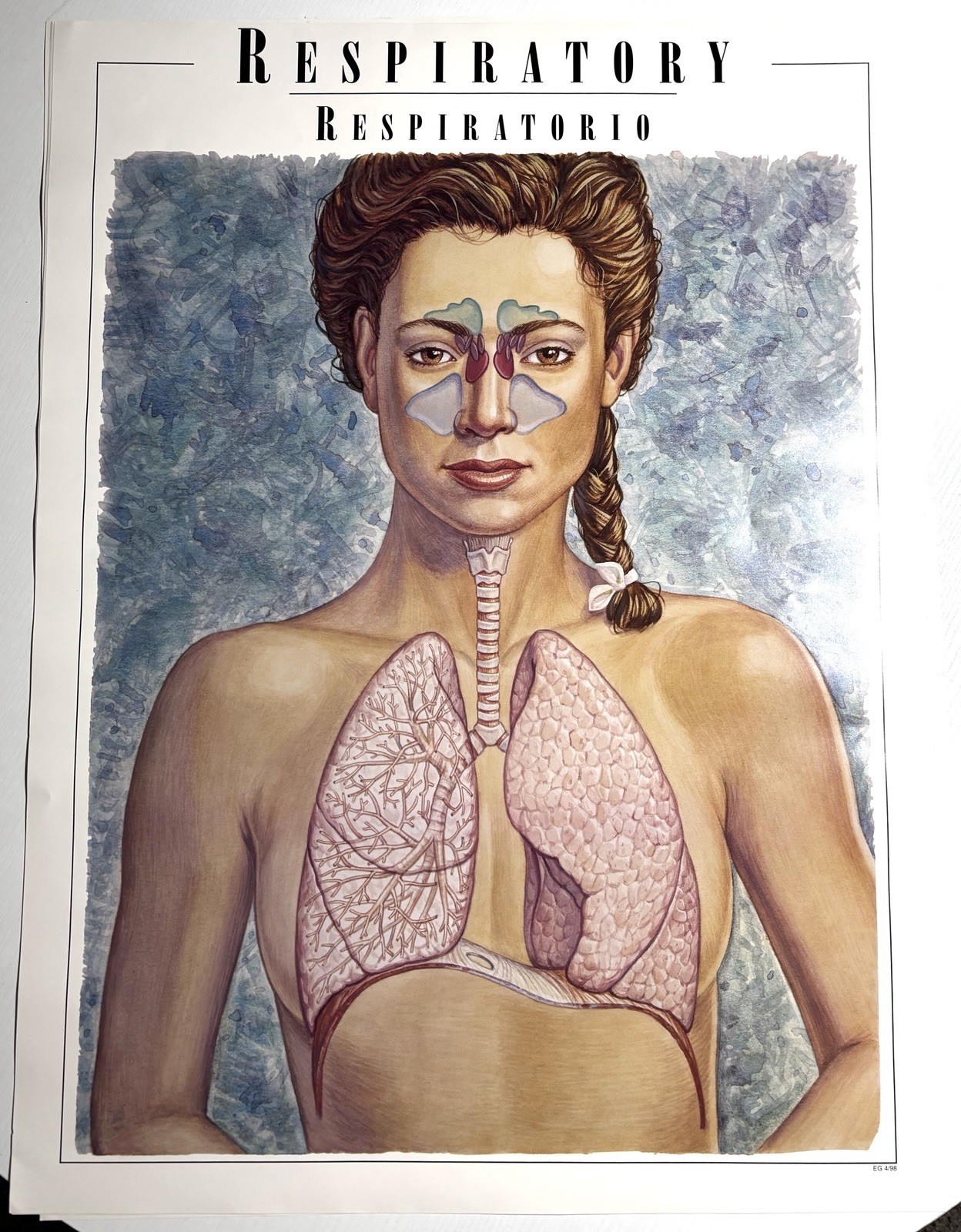 Anatomical Respiratory System Wall Art Human Anatomy Art Lungs Design gallery