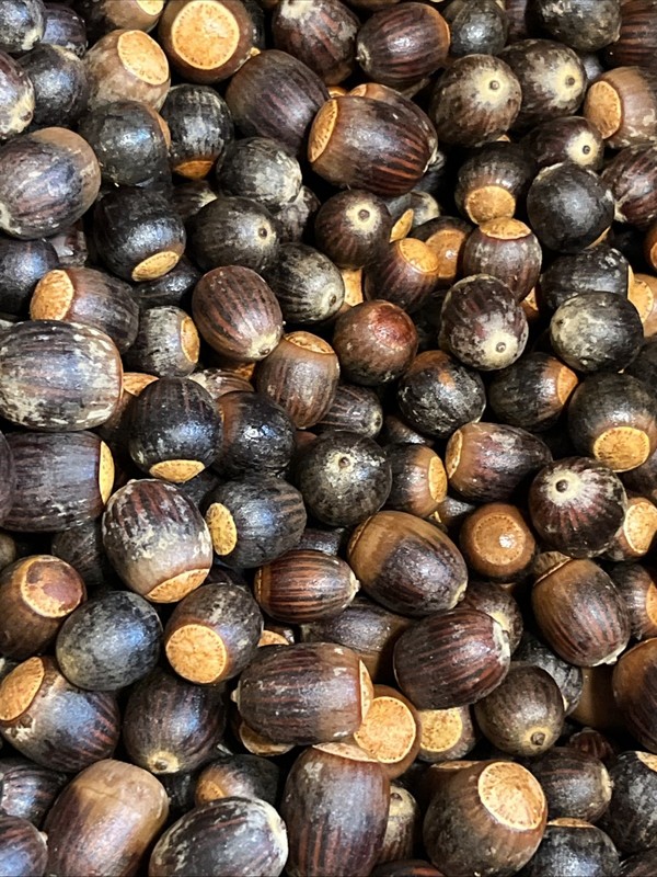 200 Oak Acorns Float Tested Seeds Squirrel Deer Feed Wildlife or Crafts 2025 gallery