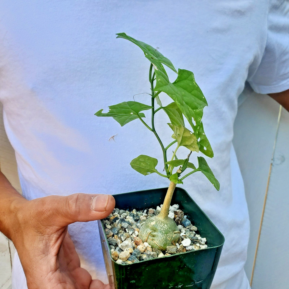 Gerrardanthus macrorhizus Succulent