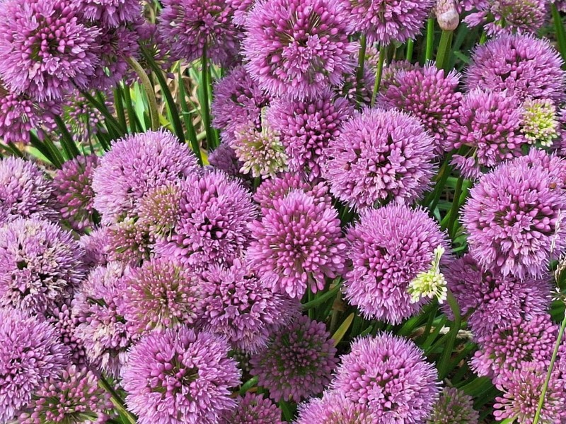 ALLIUM MILLENIUM LAVENDER FLOWERS 200 SEEDS, ORNAMENTAL ONION, HARDY gallery