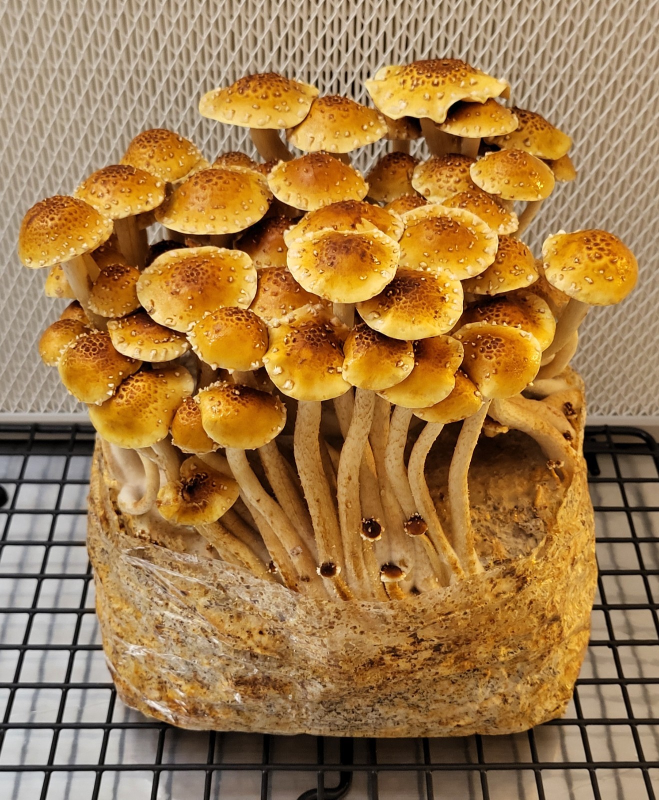 Light Malt Extract Agar Pre-Mix Mushroom media | 40 grams per pouch gallery