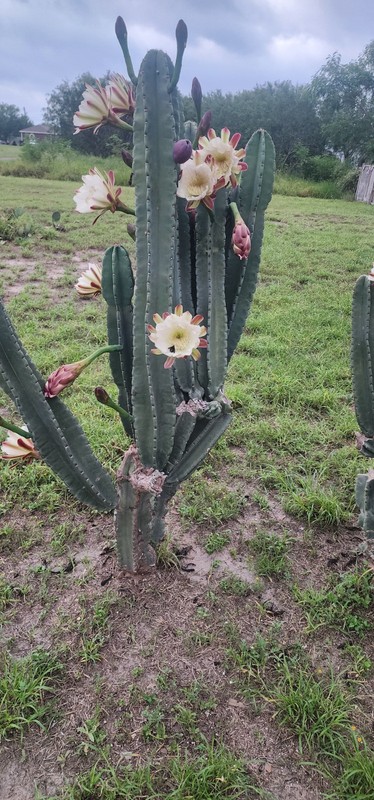 PERUVIAN APPLE CACTUS (Cereus peruvianus ) CUTTING 14 -17 "tall gallery