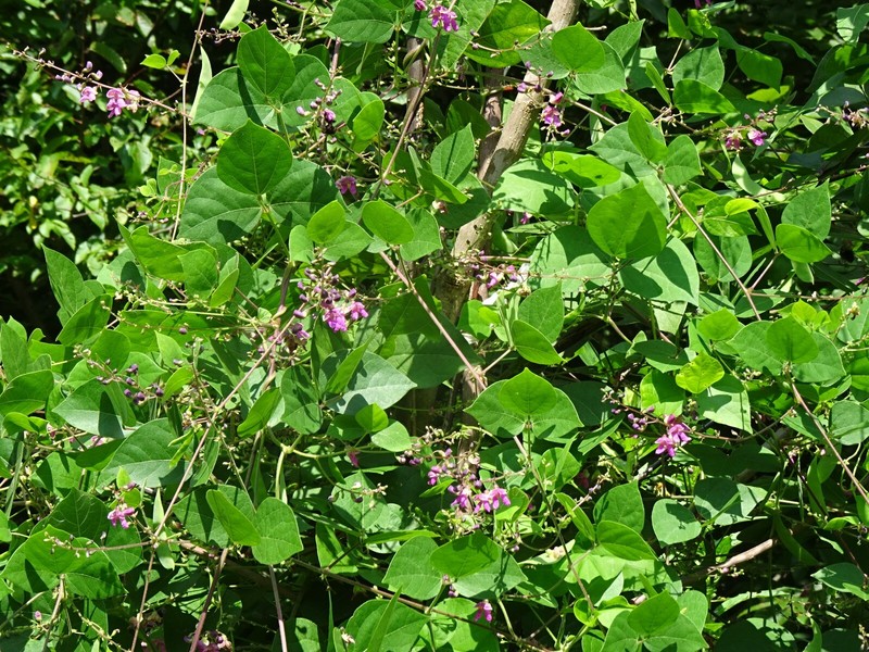 Phaseolus polystachios Thicket Bean 5 seeds from 2022 Native perennial bean gallery