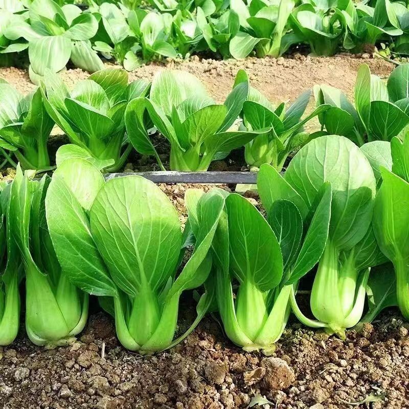 All Year Round Chinese Cabbage Seeds – 1000 Seeds – Non-GMO Heirloom Variety gallery