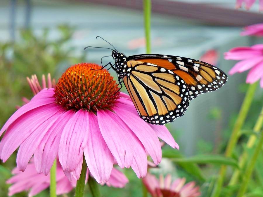 301+PURPLE CONEFLOWER Seeds Native Wildflower Echinacea Medicinal Herb Garden gallery