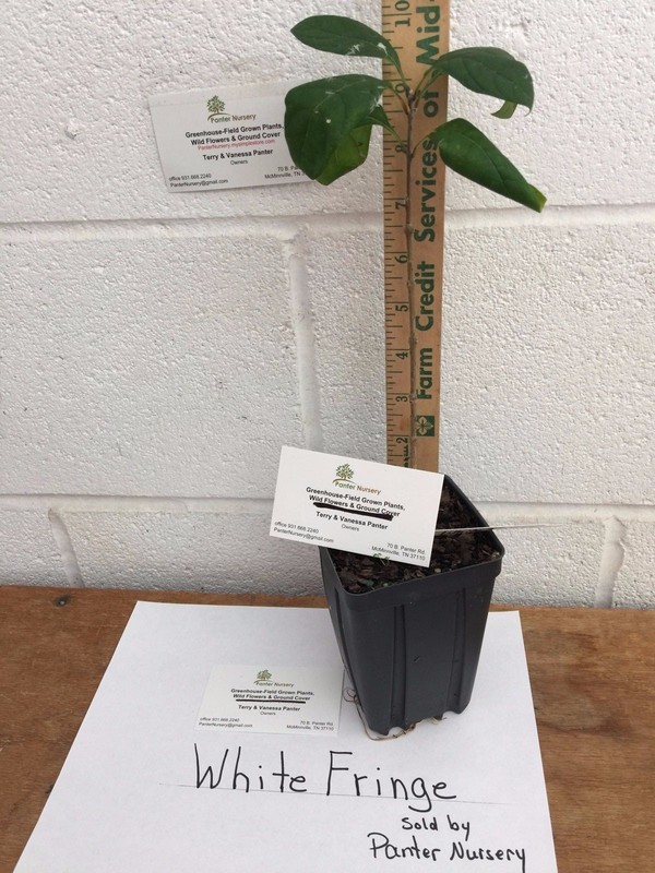 White Fringe tree quart pot gallery