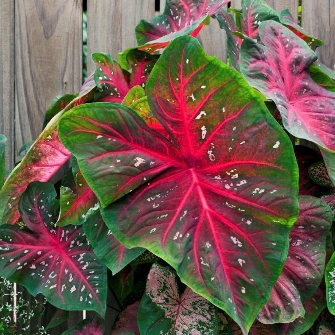 5 Fancy-Leaf CALADIUM Bulbs~RED FLASH~Green, Red Veins, Pink Spots~FREE SHIPPING gallery