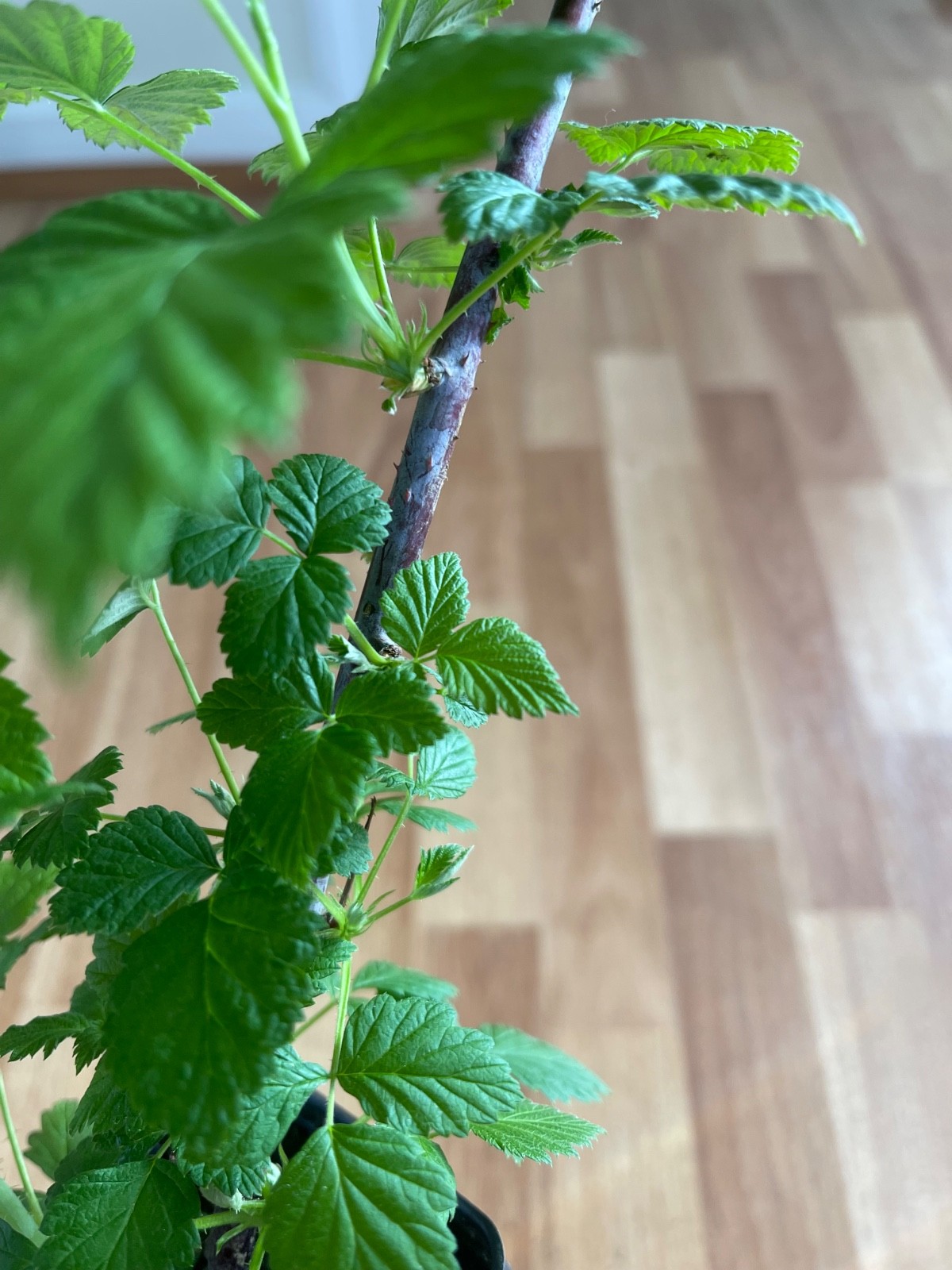 2 Jewel black raspberry plant. Barefoot live rooted starter plant. gallery