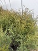 15 Arborvitae GREEN GIANT’S 2’-3’!! - Deer Resistant, FAST growing, Privacy Tree gallery