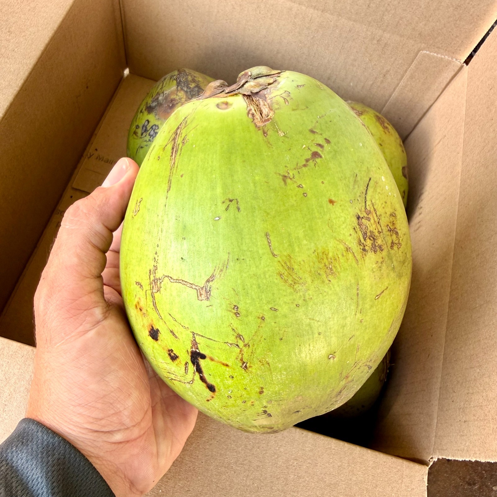 Fresh Green Coconuts – Live Sprouting Coconuts – Coconut Water or Planting NO CA gallery