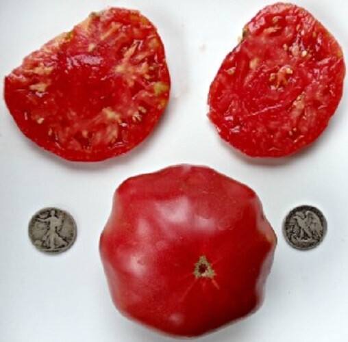 Branywine Collection 1, 40 seed packet each of Pink Red Black Yellow Orange gallery