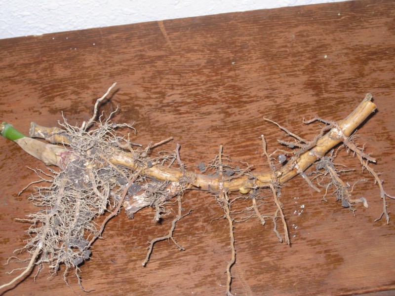Live Bamboo Roots (Privacy, Landscaping, Fencing, erosion control and more.. gallery