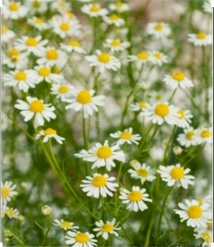 500 GERMAN CHAMOMILE Seeds -Open Pollinated-Organic-Non GMO gallery