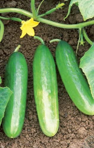 40 Heirloom Double Yield Cucumber Seeds -Heavy Producer Huge Harvests Not Bitter gallery
