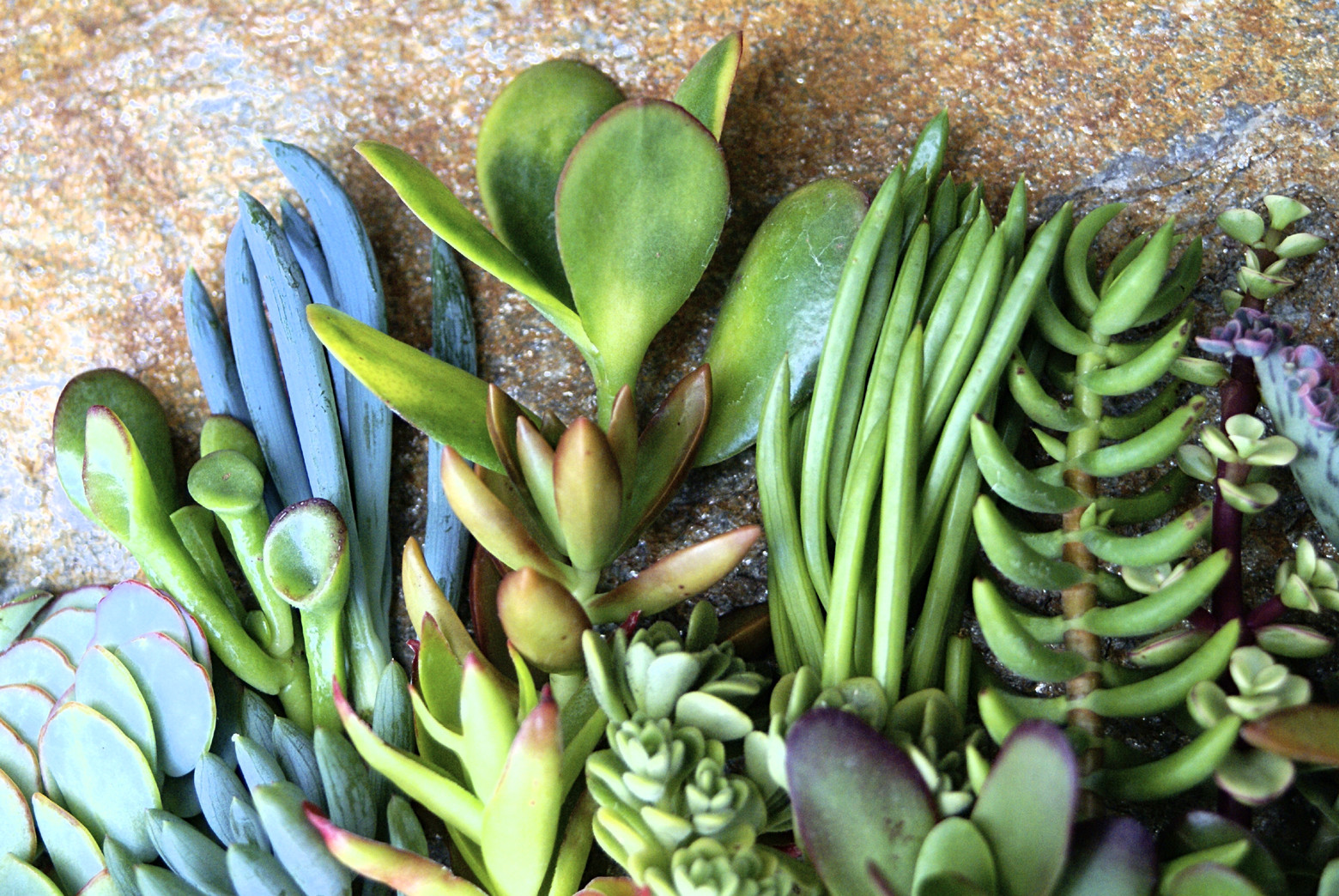 25+ Assorted Succulent Cuttings - 25 Varieties with Instructions & Free Shipping gallery