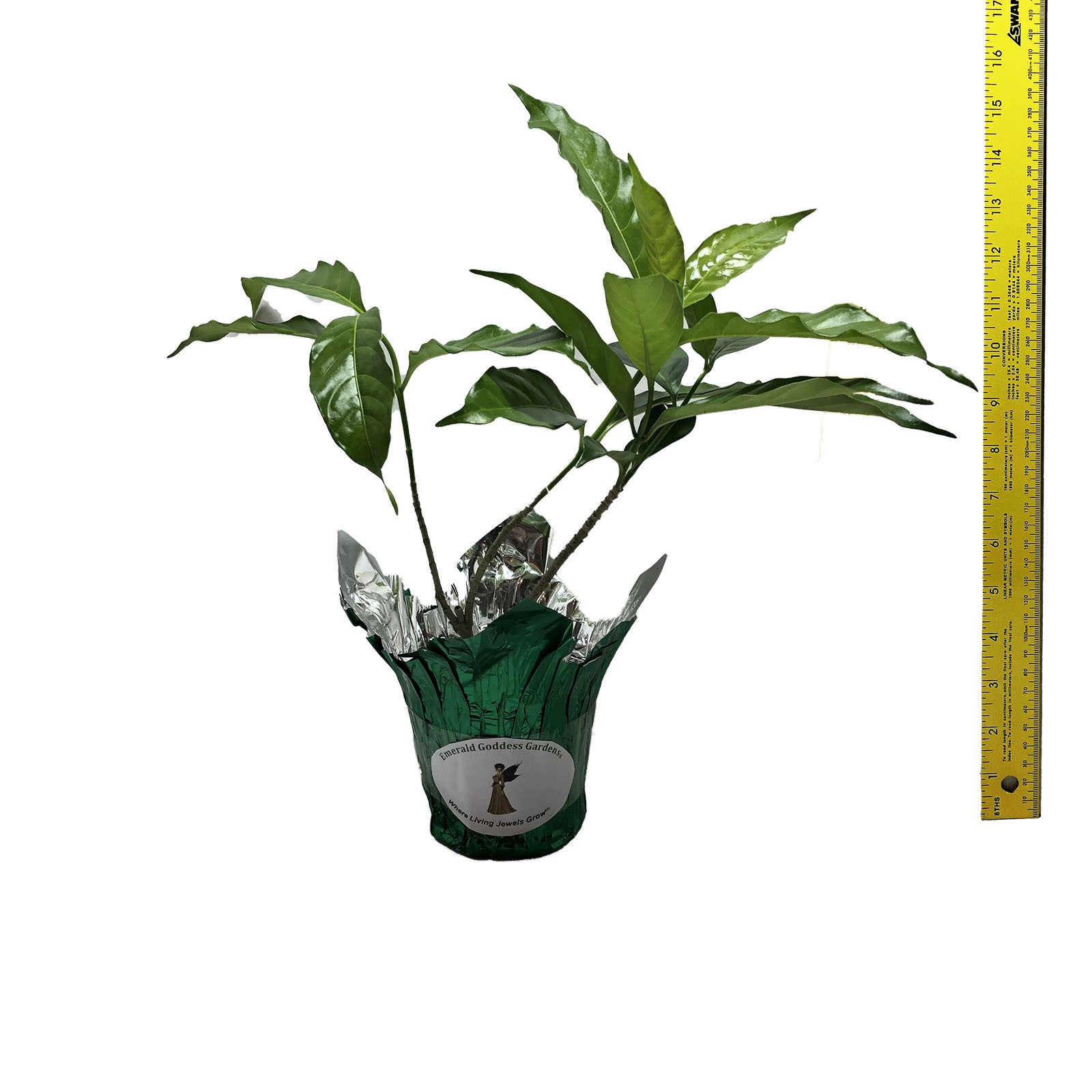 FLORIDA GARDENIA Crepe Crape Jasmine Live Plant Fragrant Double White Flower gallery