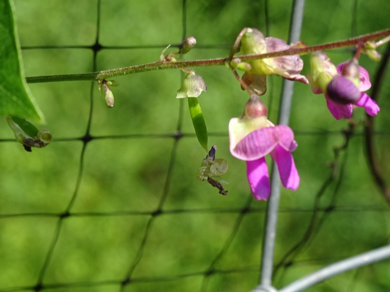 Phaseolus polystachios Thicket Bean 5 seeds from 2022 Native perennial bean gallery