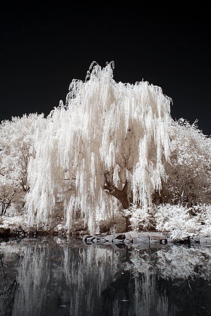One White Willow Tree - Silver Leafs Shimmer in The Sun - One Cutting to Grow gallery