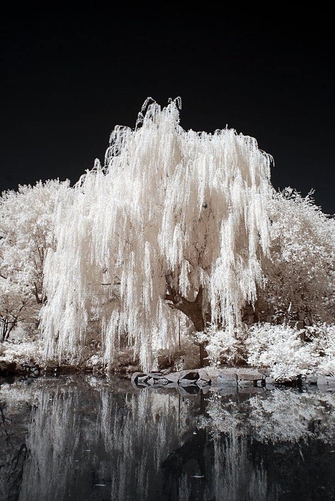 One White Willow Tree - Silver Leafs Shimmer in The Sun - One Cutting to Grow
