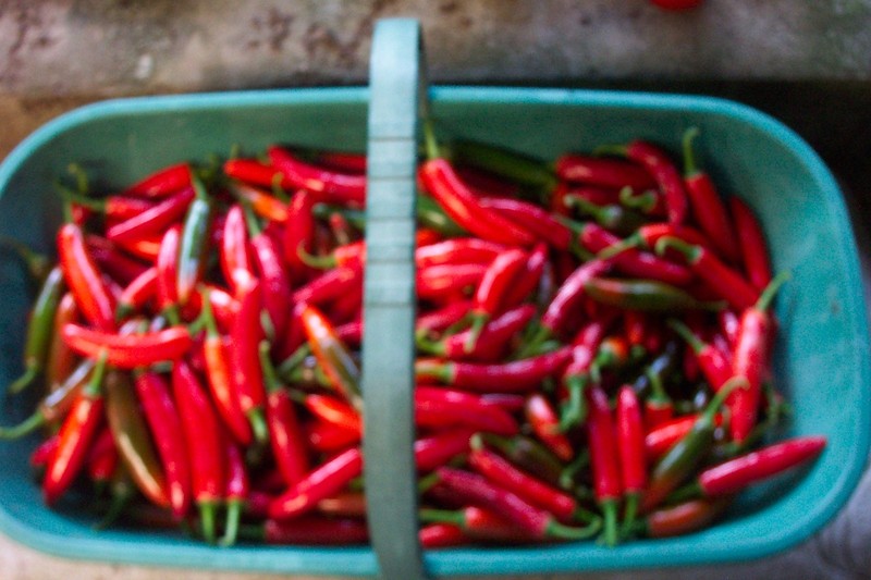 EXTRA HOT (since often requested)---Hot Pepper Powder / Grind / Mix -1 OZ (28 g) gallery