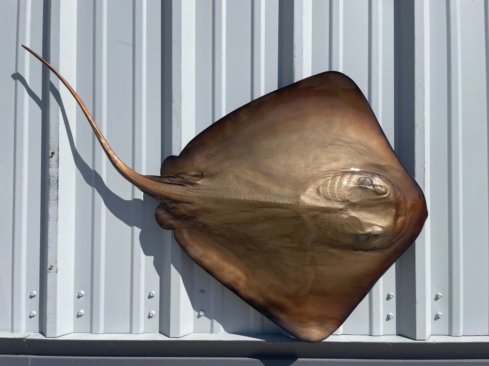 46" Southern Stingray Half Mount - Quick Production gallery
