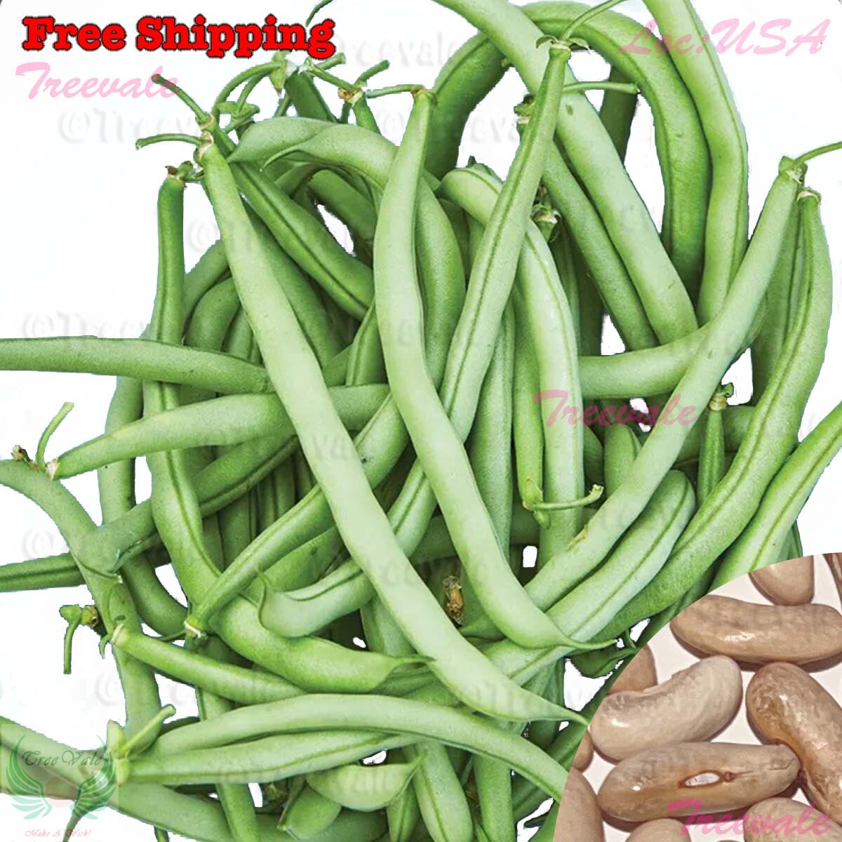 Contender Bush Bean SEEDS | Vegetable Seeds gallery