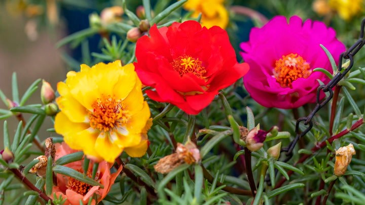 Portulaca Grandiflora, Double Moss Rose, Mix 500 Seeds Free Shipping! gallery