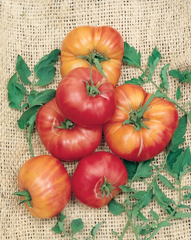 100 Heirloom Pineapple Tomato Seeds Huge 1-2lb Bi-Colored Sweet Indeterminate gallery