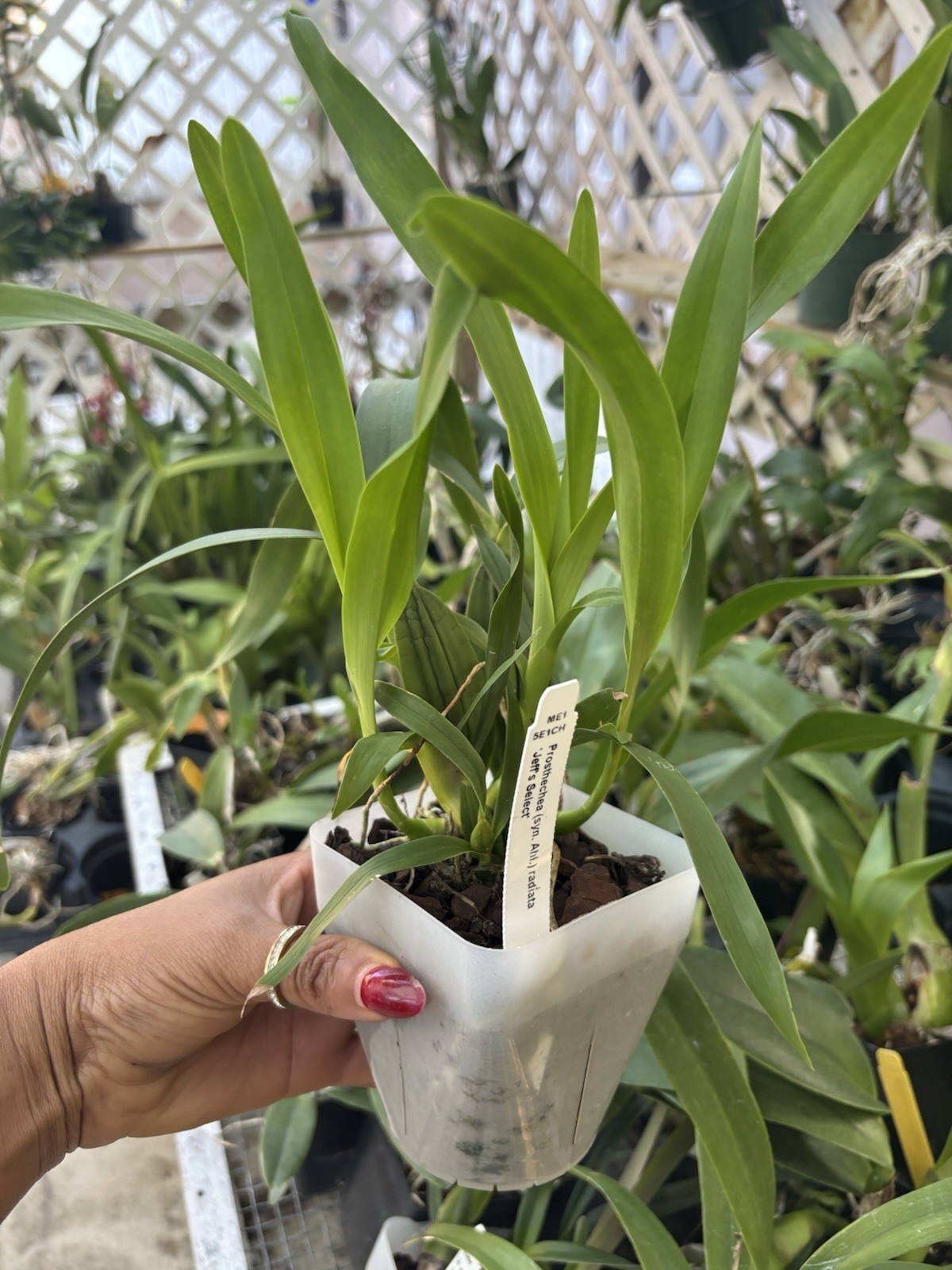 Prosthechea radiata Orchid Live Potted Plant, Flowering, Medium Sun gallery